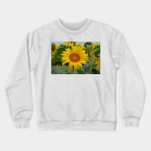 Sunflower 2 Crewneck Sweatshirt by Drgnfly4free